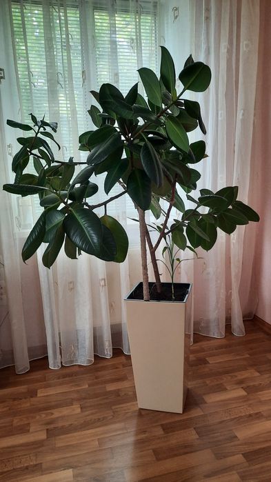 Комнатные цветы большие