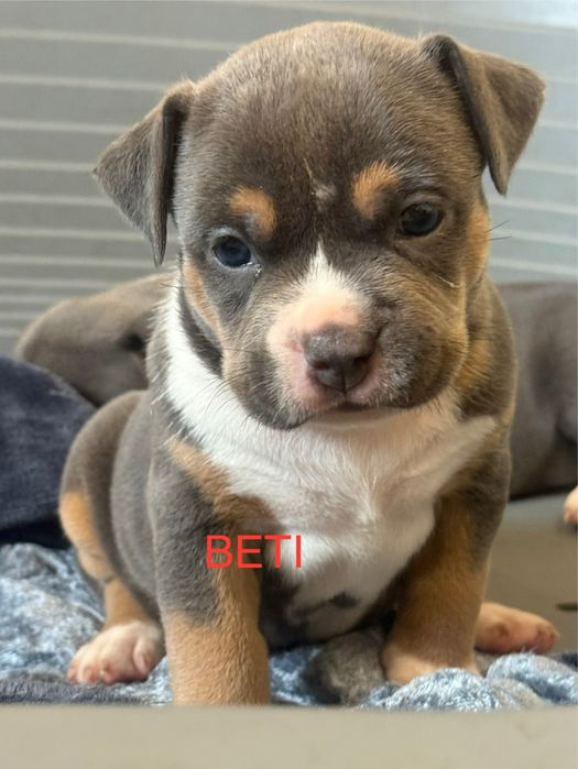 Amstaff TRICOLOR. Suczka. Zapraszamy do rezerwacji.