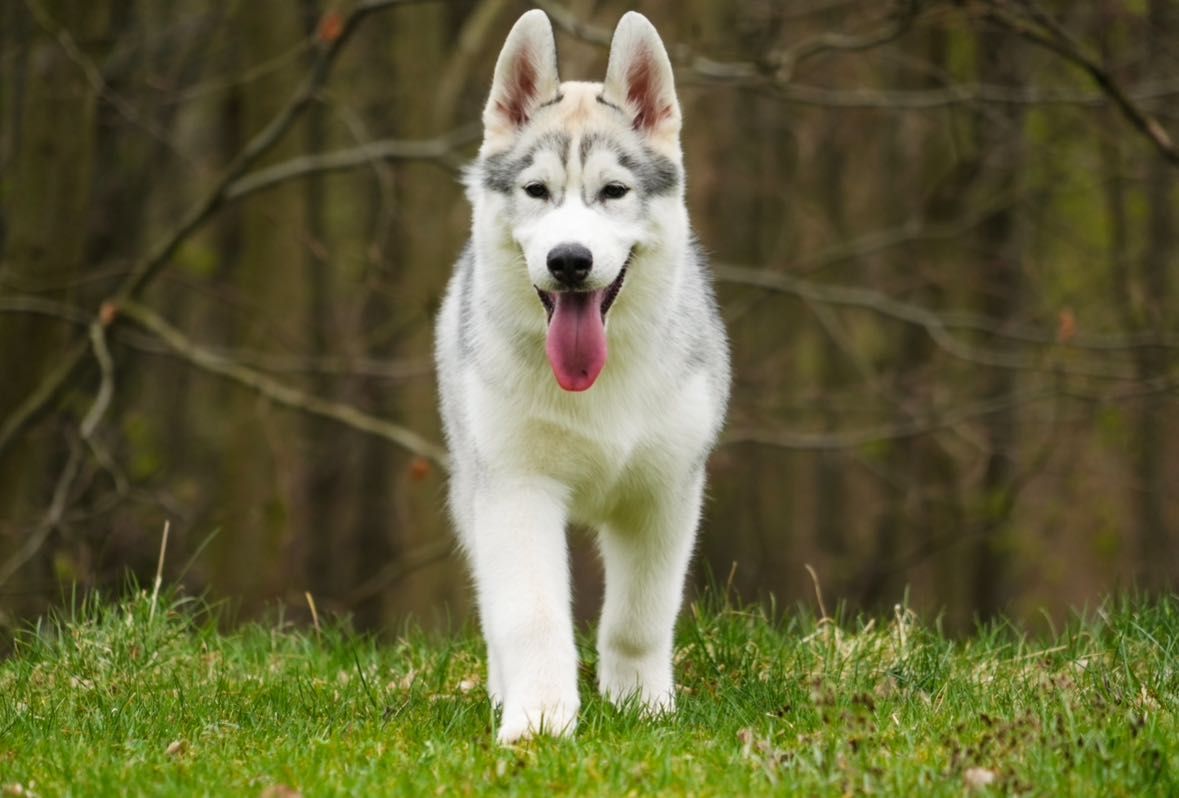 Zadar wybitnie obiecujący, szczeniaczek Siberian Husky FCI