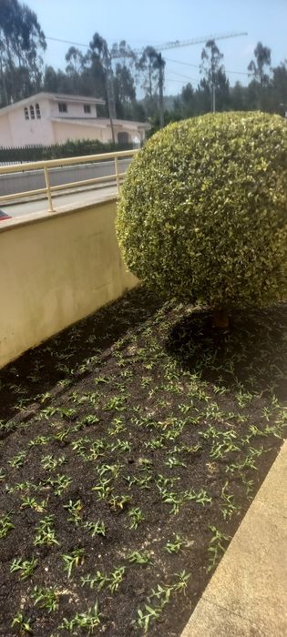 Serviços jardinagem