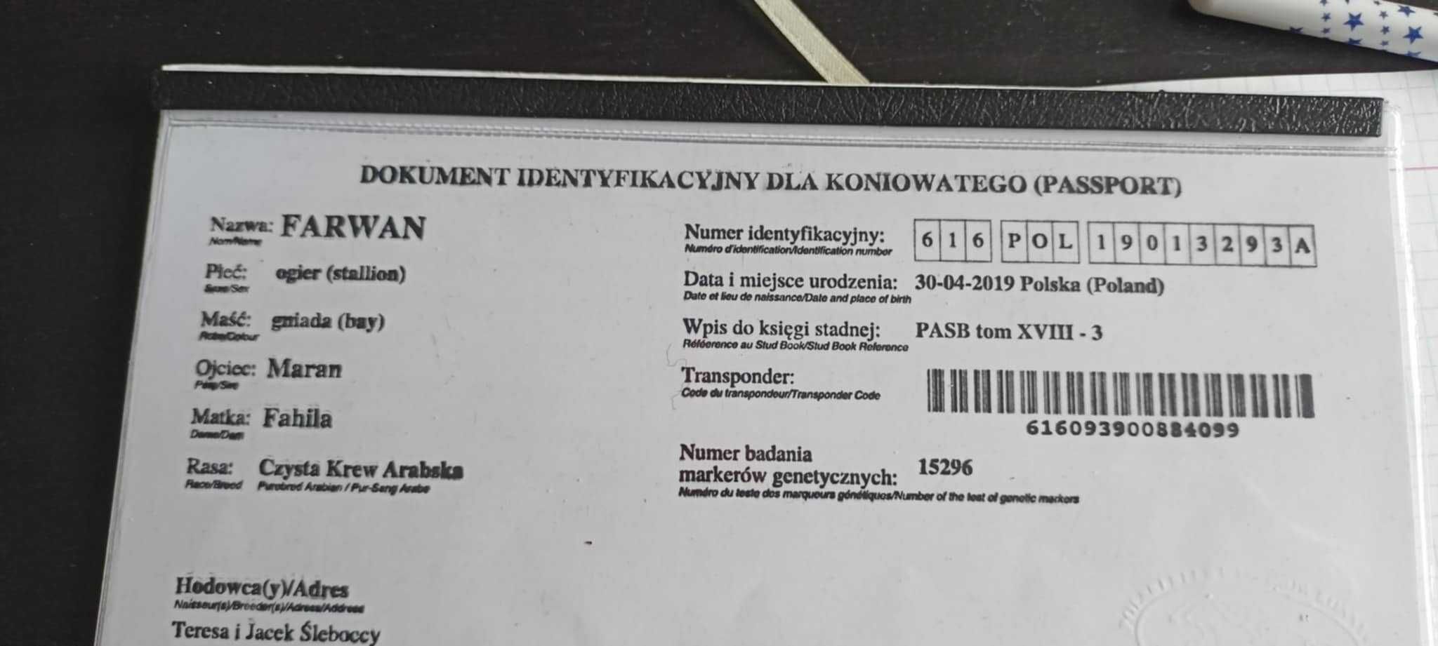 Arabski wałach 6 lat