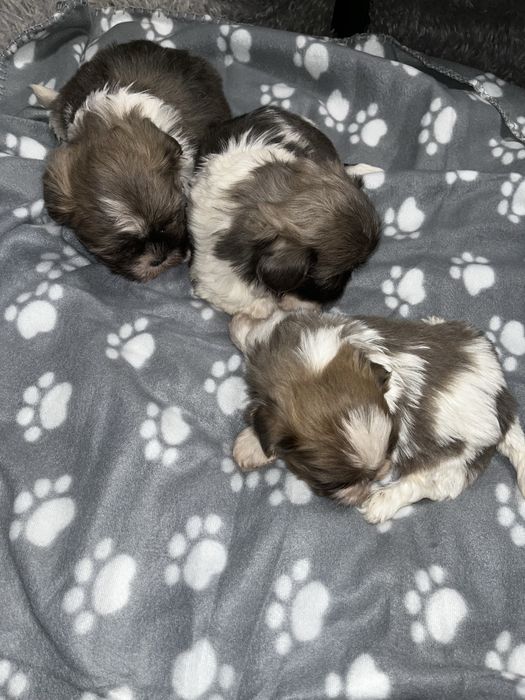 Shihtzu szczeniak shih tzu