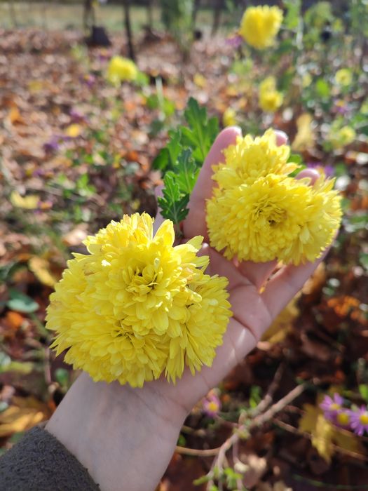 Хризантеми - високі, мультифлори, кущові, букетні