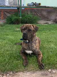 oddam psa american bandog