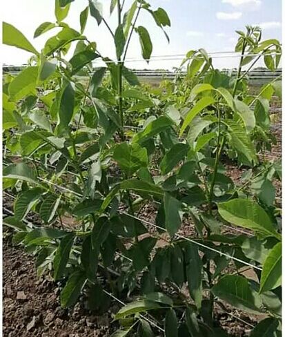 Продам саджанці воловського (грецького) горіха