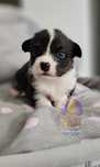 Louis & Laurent **Welsh Corgi Cardigan **Piesek Do Rezerwacji