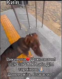 В Дніпровському районі Киіва викинули цього песика