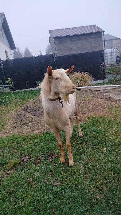 Sprzedam rocznego koziołka