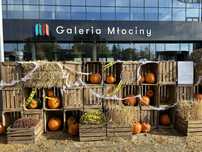 Dekoracje ścianka halloween dyniowa dekoracje sloma siano dynia montaż