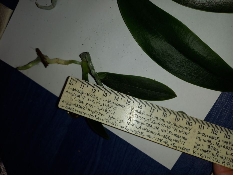 Продам  детку, детку орхидеи одарион парфюмированная фабрика