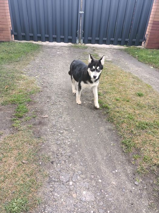 Syberian Husky - Sunia