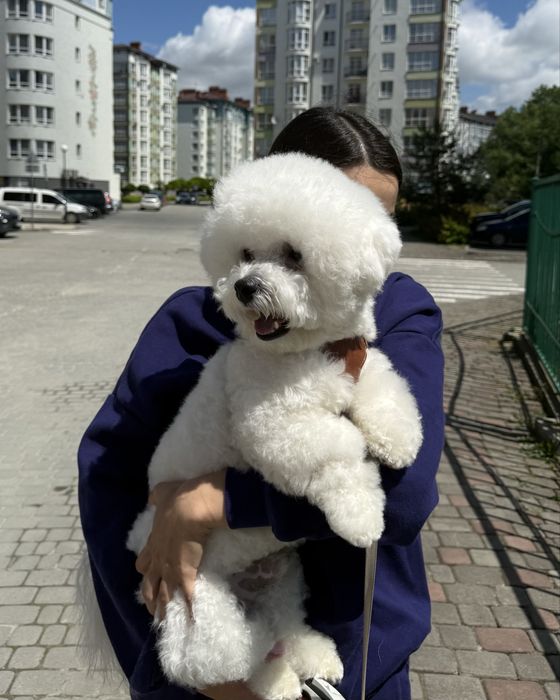 Бішон фрізе вʼязка