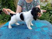 SZCZENIE SUCZKA Grand Basset Griffon Vendeen