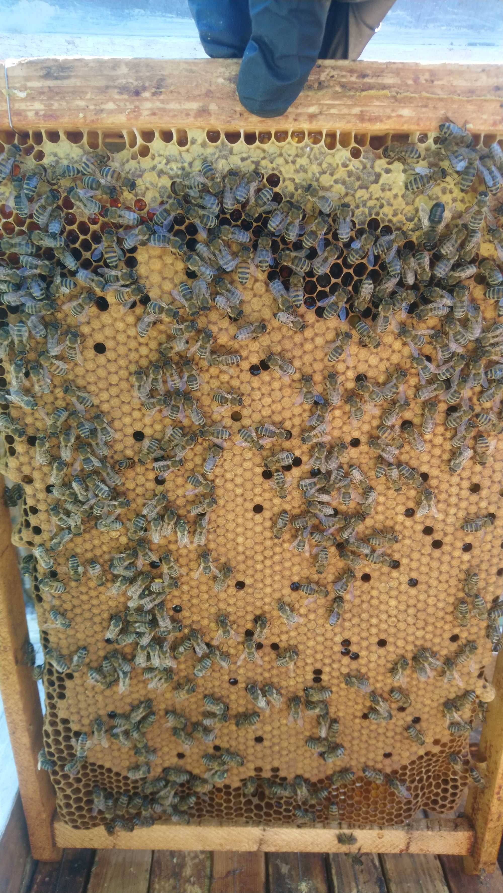 Продам бджоло сім'ї на рамку рута або дадан