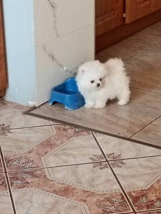 Szpic miniaturowy piesek