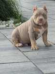 American bully piesek