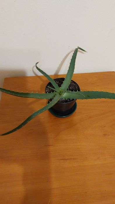 Aloes drzewiasty
