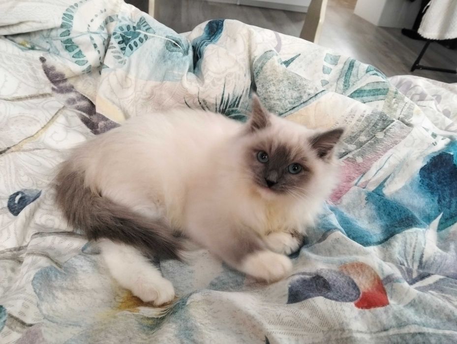 Ragdoll kotka noszona na rękach bardzo kochana