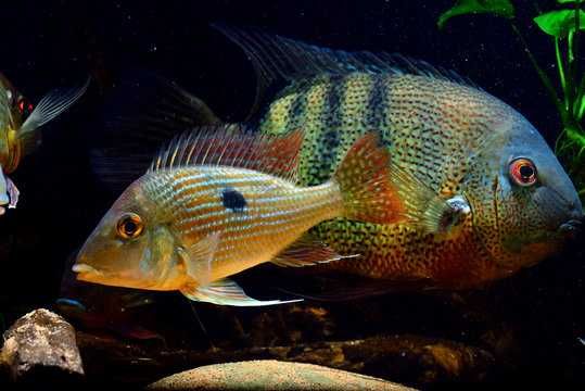 Ziemiojad Rio Gurupi - Geophagus - ODŁÓW - WF - dowóz, wysyłka