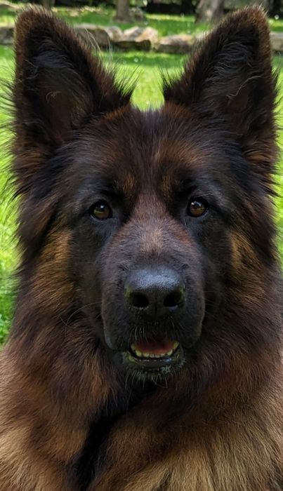 Owczarek Niemiecki Długowłosy Fci ,piesek