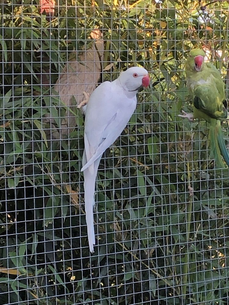 Casais de ring necks