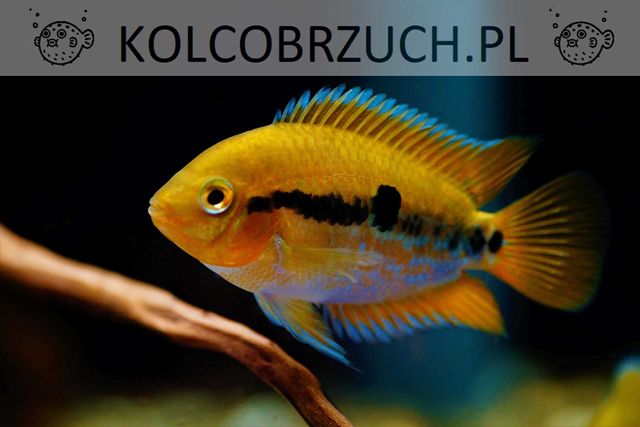 Pielęgnica miodowa - Herotilapia multispinosa - dowóz, wysyłka