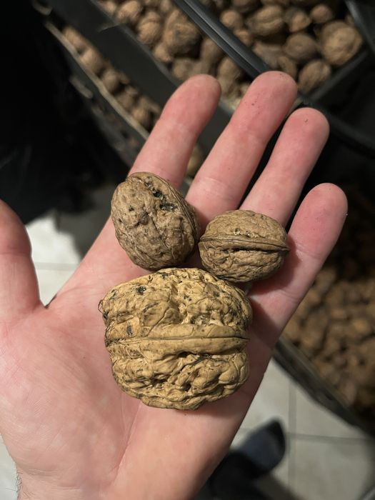 Orzechy włoskie 8zl kg (ok 60kg)