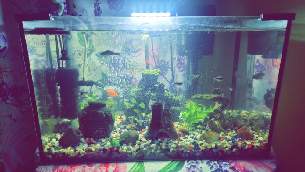 sprzedam akwarium 60 l z wyposażeniem i rybkami