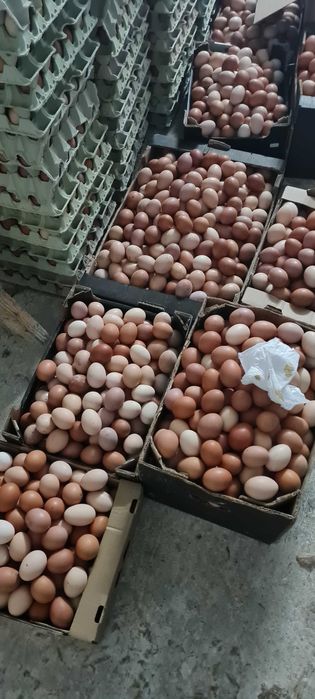 Kury Nioski młode z pierwszym jajkiem 25tyg.Kurki z wolnego-wybiegu.