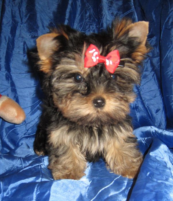 Достойная девочка йоркширского терьера .Док.КСУ , ветпаспорт.