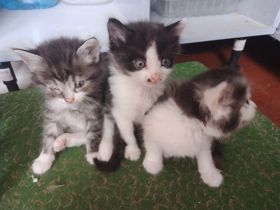 Кошенята безкоштовно!