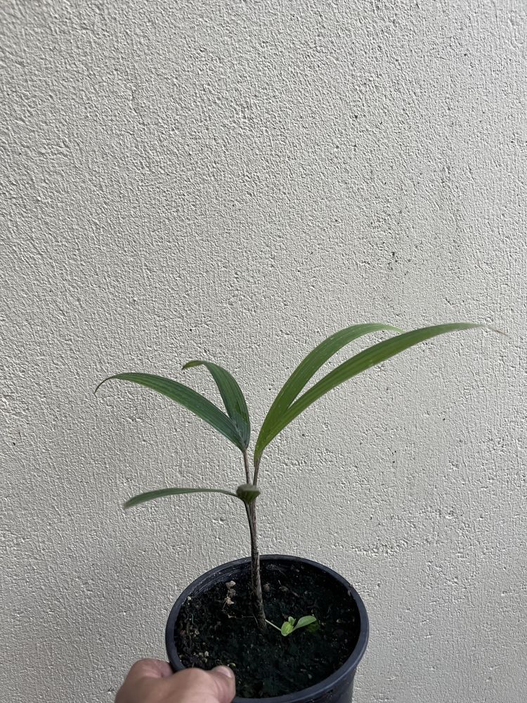 Palmeira Veitchia joannis