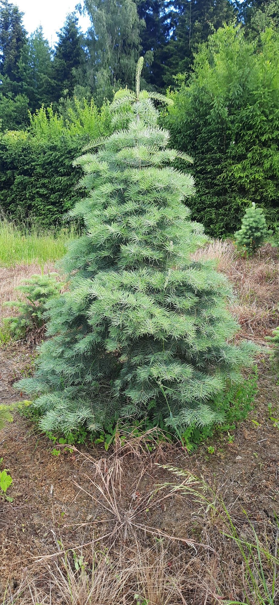 Jodła Kalifornijska od 130cm do 300cm w donicy, kopane z gruntu,