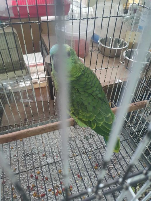 Papagaio amazonas chantoperix femia 2025