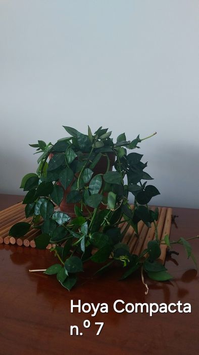 Hoyas (Flores de cera)  Plantas naturais