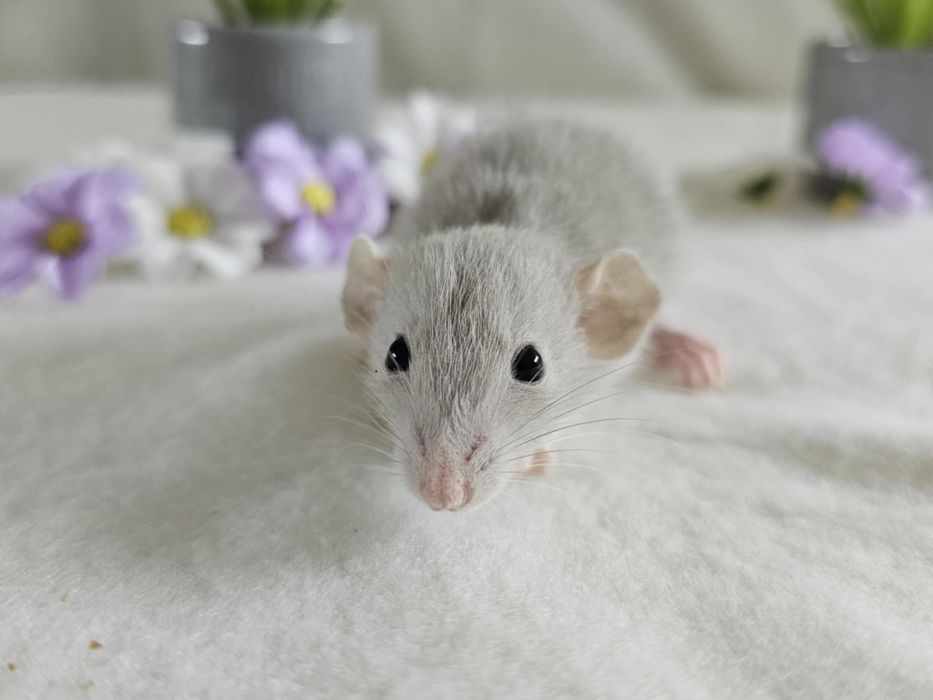 Szczur Szczury Szczurki Cudowne Maluchy