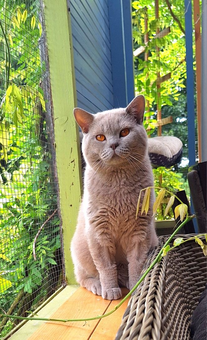 Liliowy kocurek z legalnej hodowl