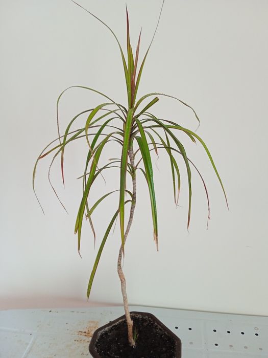 Молоденька Драцена с дєткою