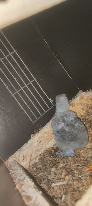 Loris arco iris molucanos