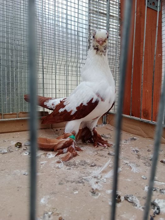 Gołębie ozdobne motyl warszawski czerwony samiec 25