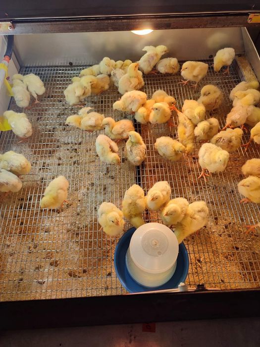 Продам бройлер КОББ-500