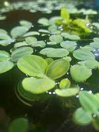 Pistia - roslina pływająca.