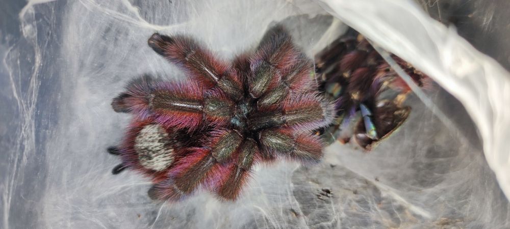 Lasiocyano sazimai,Caribena versicolor samice