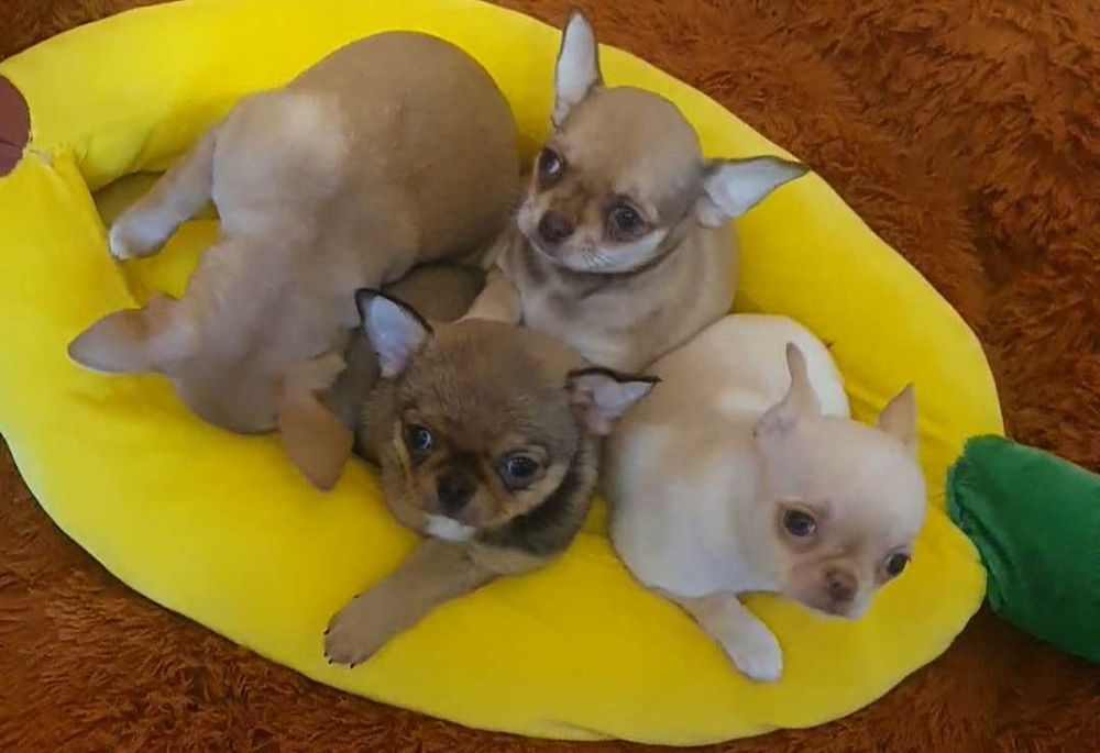 Братики й сестрички чихуахуа.