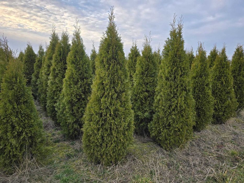 TUJA Thuja SZMARAGD Piękna gęsta na żywopłot wys.180-200 cm Sadzenie!