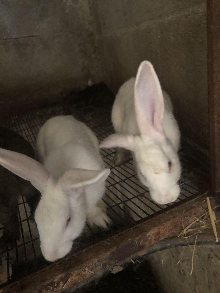 Animais de quinta