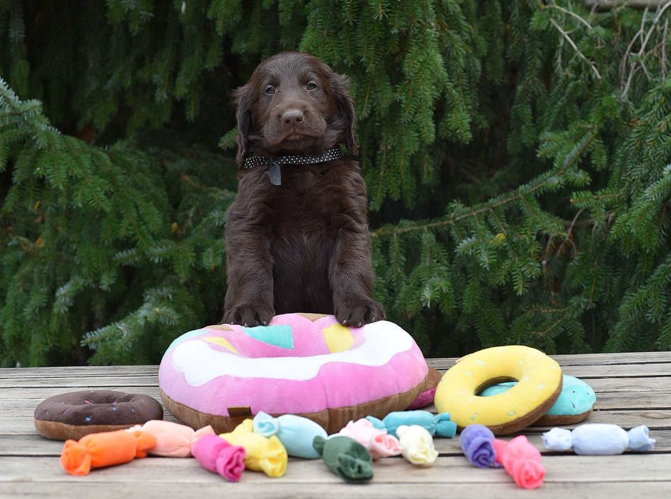 Flat Coated Retriever - wątrobiany samiec ZKwP/FCI