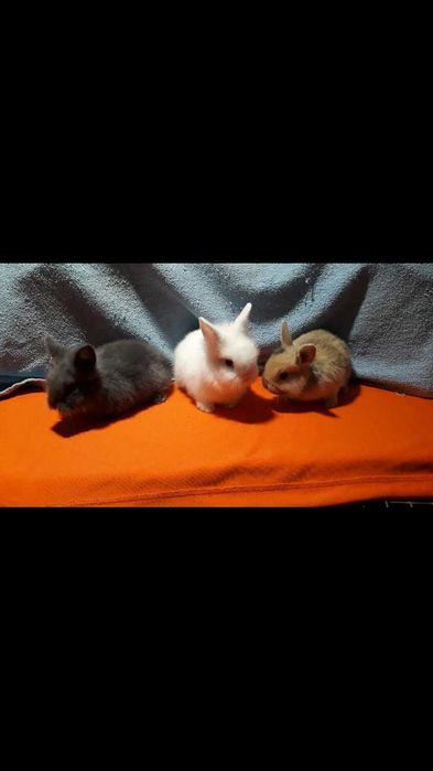 Декоративні кролики,  карликові кролики