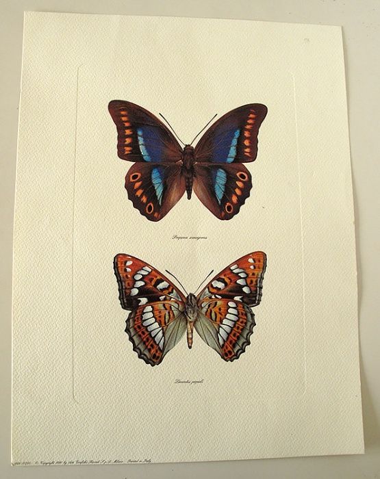 Gravuras: borboletas e aves