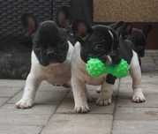 sunia buldog francuski
